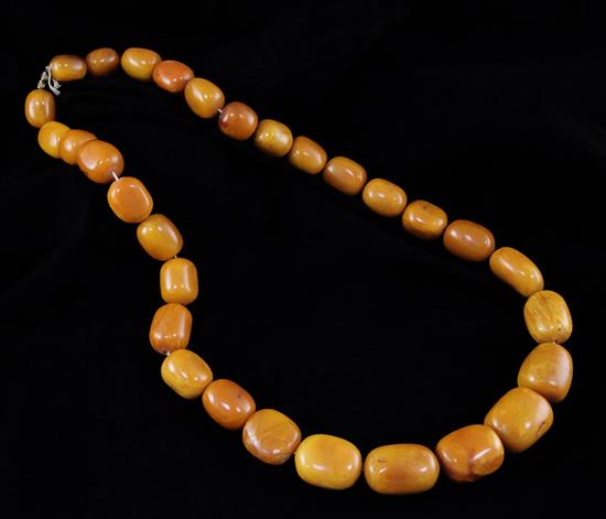 A large single strand graduated amber bead necklace, 36in.
